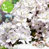 Waldrebe armandii - Clematis armandii  | 50-60 cm in Produktbild-Vorschau 4