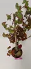 Rubus fruticosus x idaeus 'Tayberry', kruising tussen Productafbeelding-voorbeeld 3
