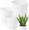 Three white plant pots of varying sizes are arranged with a snake plant in the smallest pot. The pots have a simple, modern design. Podgląd zdjęcia produktu