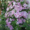 A close-up view of a clematis plant with numerous pink and lavender flowers blooming against a textured white wall and green foliage. Anteprima dell’immagine prodotto
