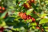 Ilex meserveae 'Heckenfee', ostrokrzew, zimozielony, 40-50 Podgląd zdjęcia produktu 11
