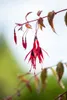 Fuchsia magellanica 'Riccartonii', winterhart, rot-violett, Podgląd zdjęcia produktu 5