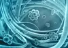Intercell Immun Aktuelle Bakterienkulturen Immunität Produktbild-Vorschau 4