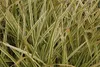 Stauden Gänge 1 x Carex morrowii 'Vanilla Ice' im 1 Liter Produktbild-Vorschau 4