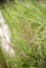 Molinia arundinacea 'Transparent', Moorgras, ca. 11x11 cm Produktbild-Vorschau 1