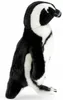 Carl Dick Pinguin, pingüino de Humboldt, aproximadamente 30 Vista previa de la imagen del producto 3