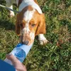 Duvo + Hundewasserflasche rosa 28,5 x 6,5 x 6,5 cm 0,18 kg Produktbild-Vorschau 3