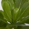 Palmier hawaïen - Brighamia insignis - Hauteur 25-35cm - Voir les images du produit 4