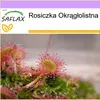 SAFLAX - Rosiczka Okrągłolistna - 50 Nasiona - Drosera Podgląd zdjęcia produktu 10