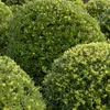 Lžičkový drieň - Ilex Crenata 'Dark Green' - 40-60 cm Náhľad obrázku produktu 2