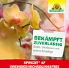 Neudorff Spruzit AF OrchideenSchädlingsFrei 250 ml - Produktbild-Vorschau 6