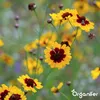 Wildblumenmischung Biodiversität 2 kg = 1000 m² – 62 Arten Produktbild-Vorschau 5