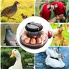 Incubateur automatique, incubateur pour 12 œufs, couveuse Voir les images du produit 4