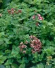 Origanum vulgare, Oregano, aromatisch, ca. 9x9 cm Topf Produktbild-Vorschau 14