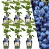 Plants by Frank | 6 Heidelbeerpflanzen 100% Biologisch | Produktbild-Vorschau 1