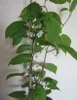 A close-up of a kiwi plant with green leaves and small white flowers, supported by a wooden stake. Anteprima dell’immagine prodotto
