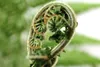 A close-up of a fern frond unfurling. Voir les images du produit