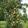 Róza pnaca Rosa Orange Climber, pomaranczowe kwiaty, 2 Podgląd zdjęcia produktu 5