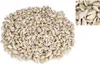 Cypraea annulus, 0,5kg, ca. 2cm, ca. 600-700 Stück | Produktbild-Vorschau 3