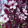 Zwerg-Blutpflaume - Prunus cistena  | 60-80 cm in Container Produktbild-Vorschau 1