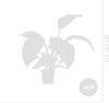 1x Spathiphyllum Sensation P24 H120 Produktbild-Vorschau 6