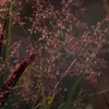Stauden Gänge 1 x Panicum virgatum 'Squaw' im 1 Liter Topf Produktbild-Vorschau 6
