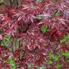 Green boutiQ - Terrasplant - Japanse Esdoorn - Acer Voir les images du produit 5