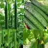 40x Sachikaze Riesen Gurken Gemüse Pflanzen - Samen #41 Produktbild-Vorschau 3