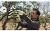 Bosch Professional 12V Akku-Pro-Astschere Pruner – Produktbild-Vorschau 12