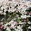 Bloomique - Clematis montana 'Tetrarose' - Clématite rose - Voir les images du produit 1