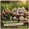Pflanzknoblauch Primor 3 Knollen – aromatischer Knoblauch Produktbild-Vorschau 6