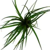Mini-Bromelien-Set "Nature's Touch" - 4 Pflanzen mit Produktbild-Vorschau 8
