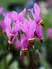 Stauden Gänge 1 x Dodecatheon meadia - Produktbild-Vorschau 2