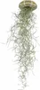 Seeigel Gehäuse grün ca. 5cm | Seeigelgehäuse | Produktbild-Vorschau 1