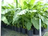 2 Stück Bananenstaude Banane Musa Basjoo 170 cm winterhart Produktbild-Vorschau 3