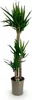 Green boutiQ - Zimmerpflanze - Yucca elephantipes - Yucca - Produktbild-Vorschau 2