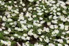 Anemone blanda 'White Splendour', Balkan-Windröschen, weiß, Produktbild-Vorschau 3