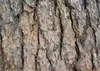 SAFLAX - Libanon - Zeder - 20 Samen - Cedrus libani Produktbild-Vorschau 7