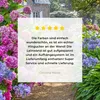 MuchoWow® - Leinwandbilder - Hortensie - Durchsichtig - Produktbild-Vorschau 8