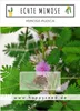 Echte Mimose Samen (Mimosa Pudica) mit hoher Keimrate -  Produktbild-Vorschau 2