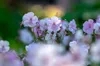 Stauden Gänge 1 x Geranium cantabrigiense 'Biokovo' -  Produktbild-Vorschau 5