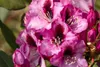 Rhododendron Hybr. 'Pfauenauge', Rhododendron, 50–60 cm, Produktbild-Vorschau 8