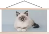 MuchoWow® Textilposter Katze - Ragdoll Katze - Blau - Produktbild-Vorschau 1