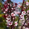 Zwerg-Blutpflaume - Prunus cistena  | 60-80 cm in Container Produktbild-Vorschau 2