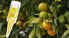 Dünger Citrus - 30 ml - Flüssig - Fördert Wurzelwachstum - Produktbild-Vorschau 5