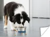 MuchoWow® Poster Ein Border Collie frisst 80x60 cm - Kunst Produktbild-Vorschau 1