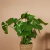 Bloomique - Lot de 2 - Monstera Deliciosa - Plante-gruyère Voir les images du produit 2