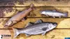The Fisherman: Fishing Planet Day One Edition [PS4] Produktbild-Vorschau 9