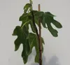 A young fig tree with large, lobed leaves and a thin wooden stake for support, set against a plain white background. Náhled obrázku produktu