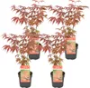Bloomique - 4er Set - Acer Atropurpureum - Japanischer Produktbild-Vorschau 1